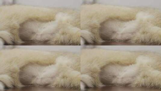 在家躺着的宠物下面的静态特写镜头高清在线视频素材下载