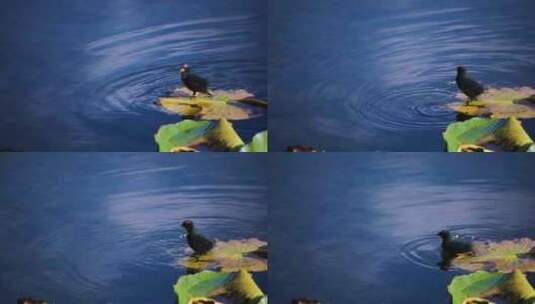 湖面野鸭子高清在线视频素材下载