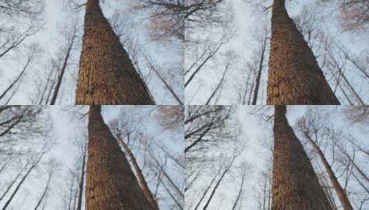 冬天的树木树干空镜运镜特写高清在线视频素材下载