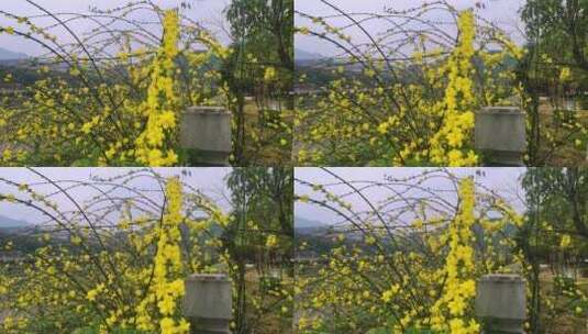四川广元市朝天区嘉陵江沿岸的迎春花开高清在线视频素材下载