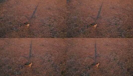 澳大利亚内陆黄昏时分一只孤独袋鼠投下长长高清在线视频素材下载