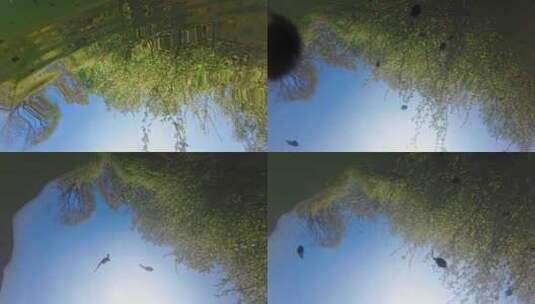 初春蝌蚪水中游动绿色水下摄影生态环境高清在线视频素材下载