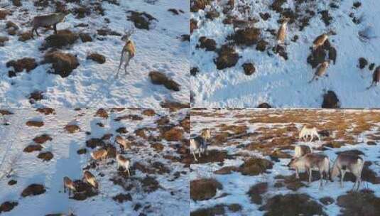 4K航拍挪威塞尼亚岛鹿子活动在雪地中高清在线视频素材下载