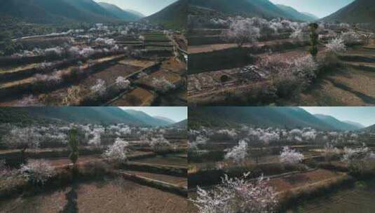 云南香格里拉尼西藏族村庄汤堆村桃树林高清在线视频素材下载