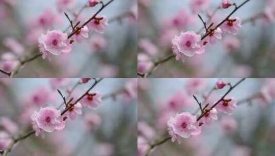 春天的桃花樱花特写高清在线视频素材下载