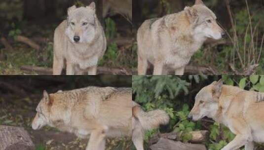 狼犬狼疮，也被称为灰狼，是犬科现存最大的高清在线视频素材下载