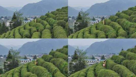 茶园采茶，春茶高清在线视频素材下载