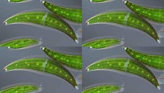 藻类，细胞，研究，光合作用高清在线视频素材下载