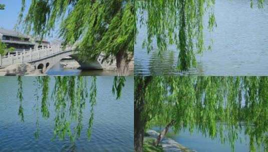 春天公园湖边柳树垂柳微风吹拂高清在线视频素材下载