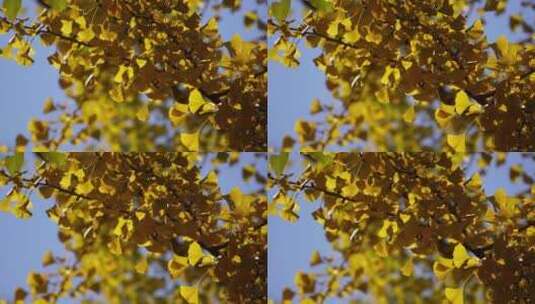 银杏叶子红叶枫叶黄叶秋季秋景高清在线视频素材下载