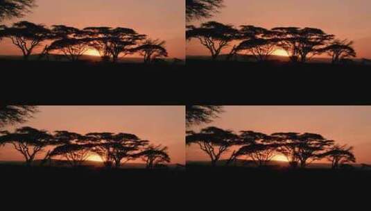 金合欢，树木，黄金时刻，肯尼亚高清在线视频素材下载