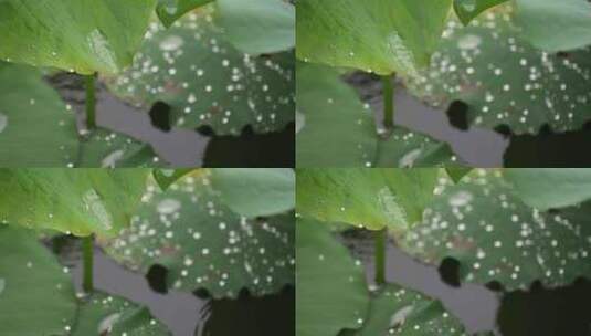 夏季雨天荷叶荷花水珠滴落慢镜头4K高清在线视频素材下载