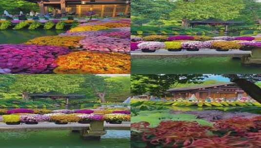水边多彩菊花簇拥着中式建筑高清在线视频素材下载