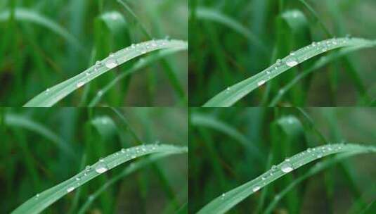 草 草地 绿色 花草 植物 实拍视频高清在线视频素材下载