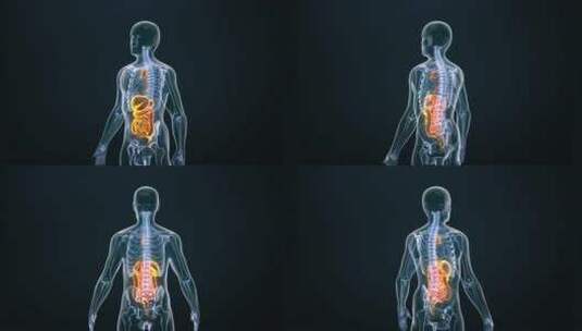 4k-人体胃消化系统医学背景高清在线视频素材下载