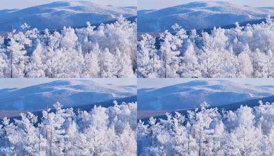 大兴安岭林海雪原冬季雾凇250113 (8)高清在线视频素材下载