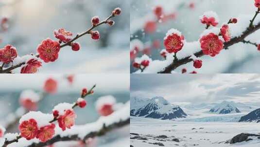 雪中盛开的红梅特写素材高清在线视频素材下载
