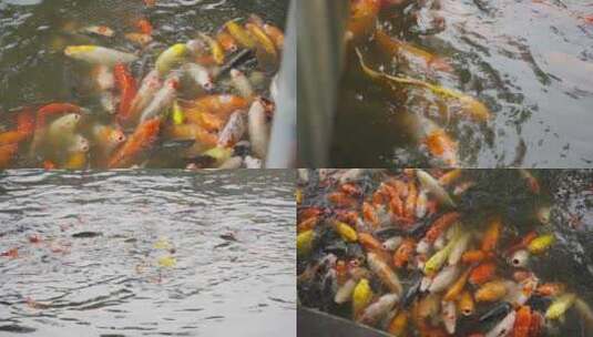 公园里的锦鲤 喂鱼的人高清在线视频素材下载