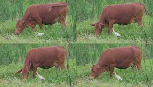 黄牛与白鹭在沼泽的草地上和谐共生高清在线视频素材下载