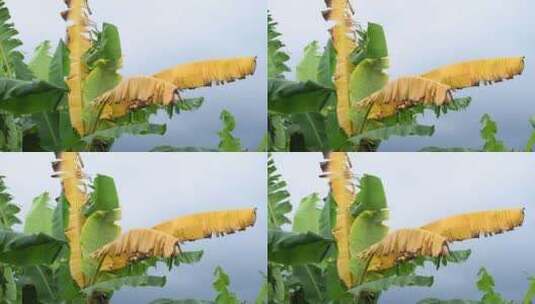 风中的香蕉树叶高清在线视频素材下载
