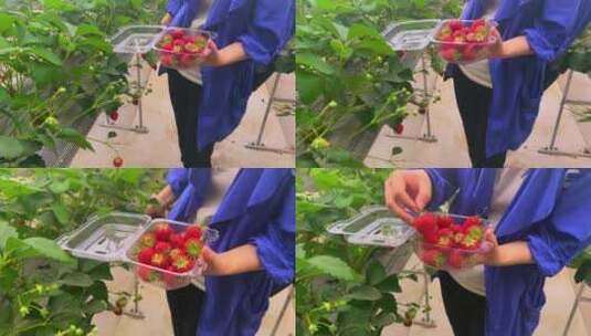大棚里采摘草莓高清在线视频素材下载