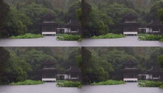 杭州西湖风光雨中的曲院风荷高清在线视频素材下载