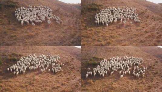 晴天空中，一群绵羊爬上长满草的小山高清在线视频素材下载