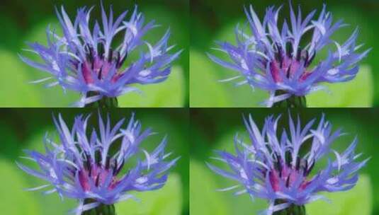 花，花，紫色，半人马座高清在线视频素材下载
