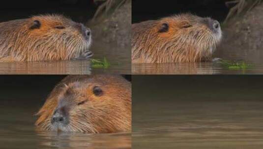 海狸鼠、食草动物、Coypu、啮齿动物高清在线视频素材下载