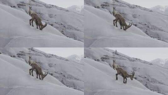 Ibex，山羊，山脉，雪高清在线视频素材下载