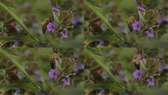 蜜蜂从紫花中觅食蜂蜜高清在线视频素材下载