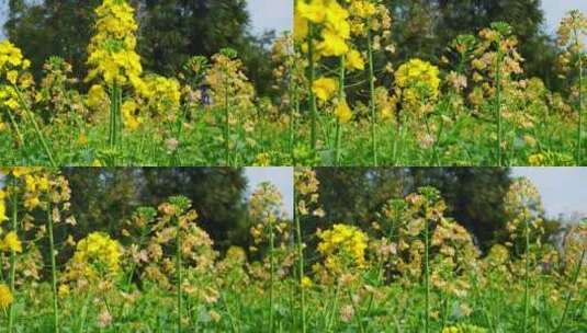 油菜花春天油菜花海油菜花田菜花花海高清在线视频素材下载