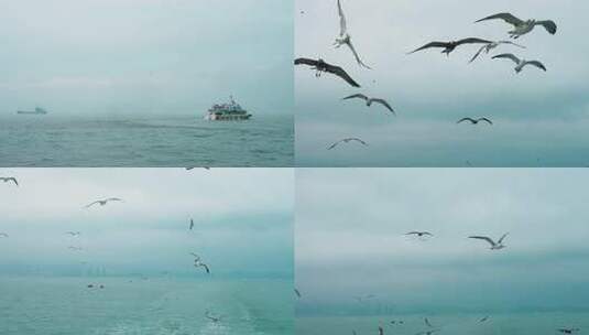 海鸥 大海海鸥 喂海鸥高清在线视频素材下载