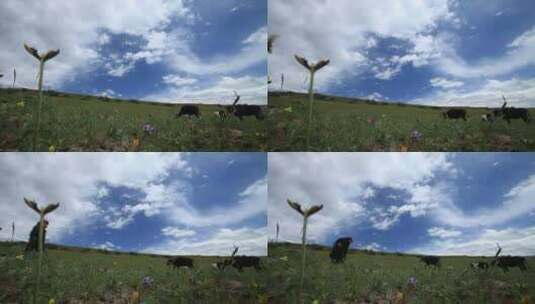 小卓玛 放牛羊 唱藏歌  大草原 低角 仰视高清在线视频素材下载