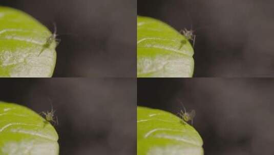 叶片上的蚜虫特写镜头ii高清在线视频素材下载
