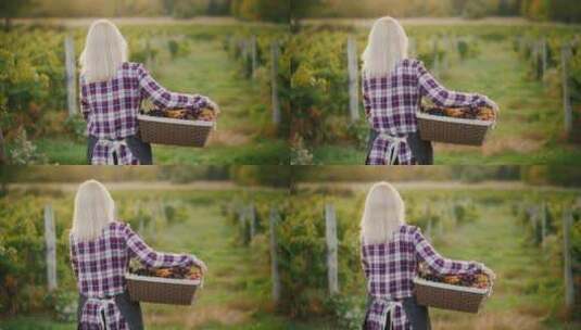 女农民带着一篮子葡萄高清在线视频素材下载