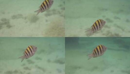 海底的热带鱼高清在线视频素材下载