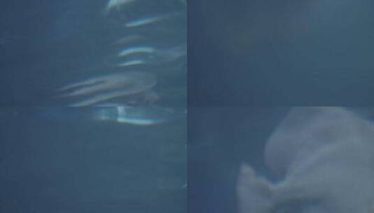 海底世界深海鱼群潜水摄影高清在线视频素材下载