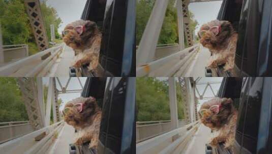 趴在车窗兜风的泰迪狗高清在线视频素材下载