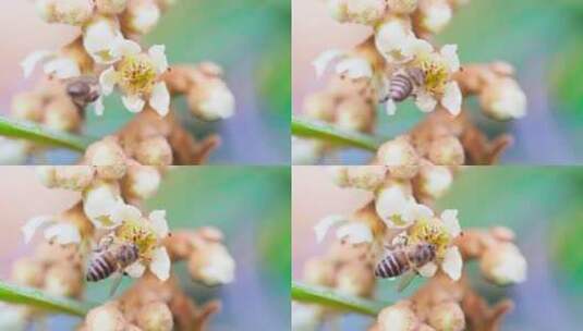 蜜蜂采集枇杷蜜高清在线视频素材下载
