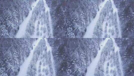 美丽的白雪覆盖的森林小径高清在线视频素材下载
