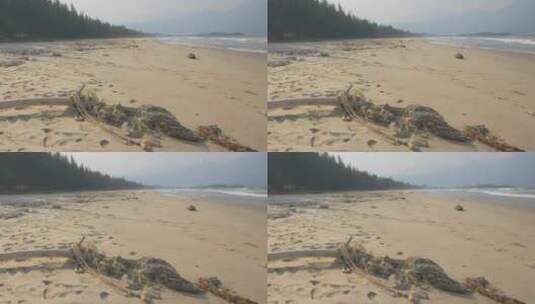 沙滩上的动物骸骨高清在线视频素材下载