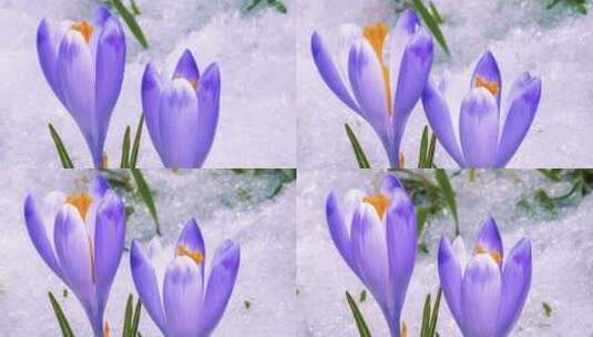 紫色花朵绽放延时高清在线视频素材下载