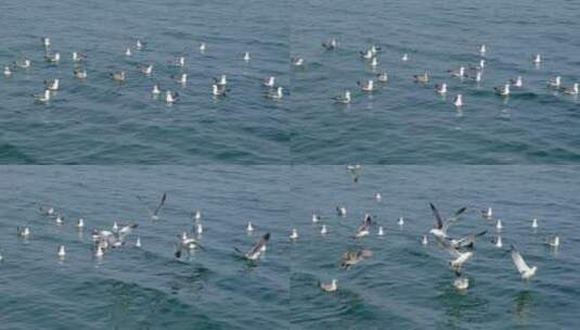 微波荡漾海面的海鸥高清在线视频素材下载