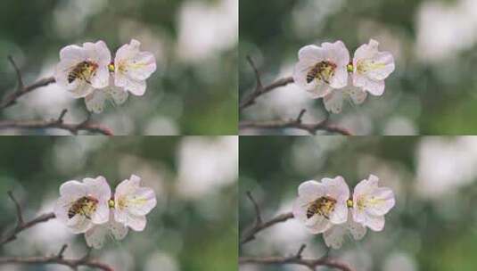 杏花开花特写高清在线视频素材下载