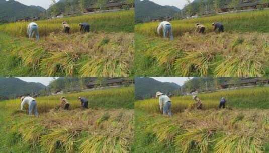 水稻稻谷大米农业粮食丰收稻田谷子高清在线视频素材下载