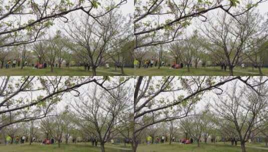 上海顾村公园樱花4K意境实拍高清在线视频素材下载