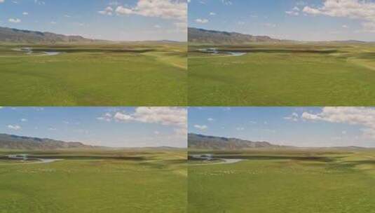 中国新疆巴音布鲁克草原与羊群高清在线视频素材下载