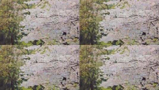 杭州花港观鱼景区春季樱花高清在线视频素材下载