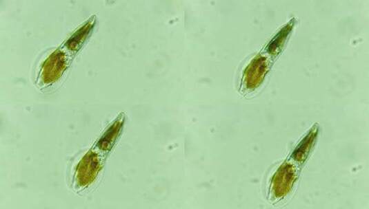科研素材 微生物原生生物硅藻 4高清在线视频素材下载